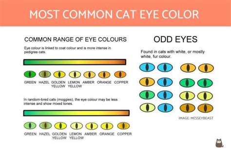 different cat eyes|8 Types of Cat Eye Colors and Their Rarity (With Pictures).